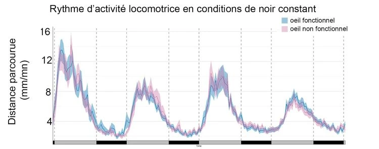 Le rythme d’activité locomotrice de larves de poissons-zèbre