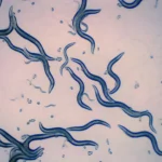 crca_equipe_Jeanson_Project2_3