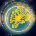 crca_equipe_Jeanson_Project1_12