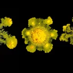 crca_equipe_Jeanson_Project1_18