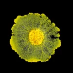 crca_equipe_Jeanson_Project1_6