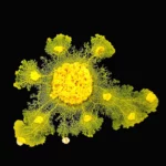 crca_equipe_Jeanson_Project1_9