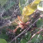 crca_equipe_Jeanson_Project5_2