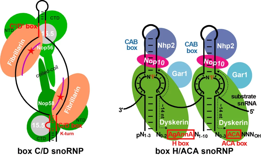 Schéma box C/D snoRNP / box H/ACA snoRNP