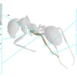Schéma légendé du corps d'une fourmis