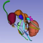 Image 3d d'une fourmi