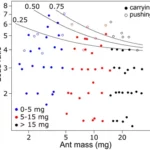 Schéma de ration entrevle poids et la force des fourmis