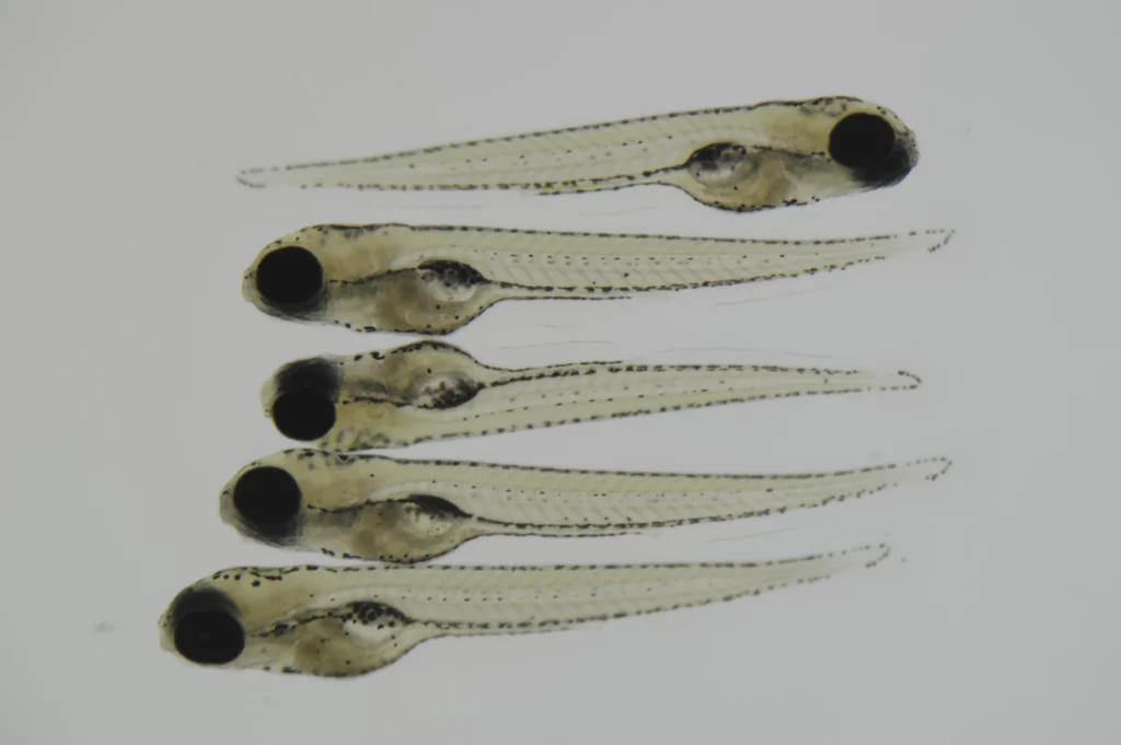 Photo croissance du poisson zèbre