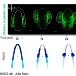 Schéma de comportements cellulaires pour construire organe olfactif chez l’embryon de poisson zèbre