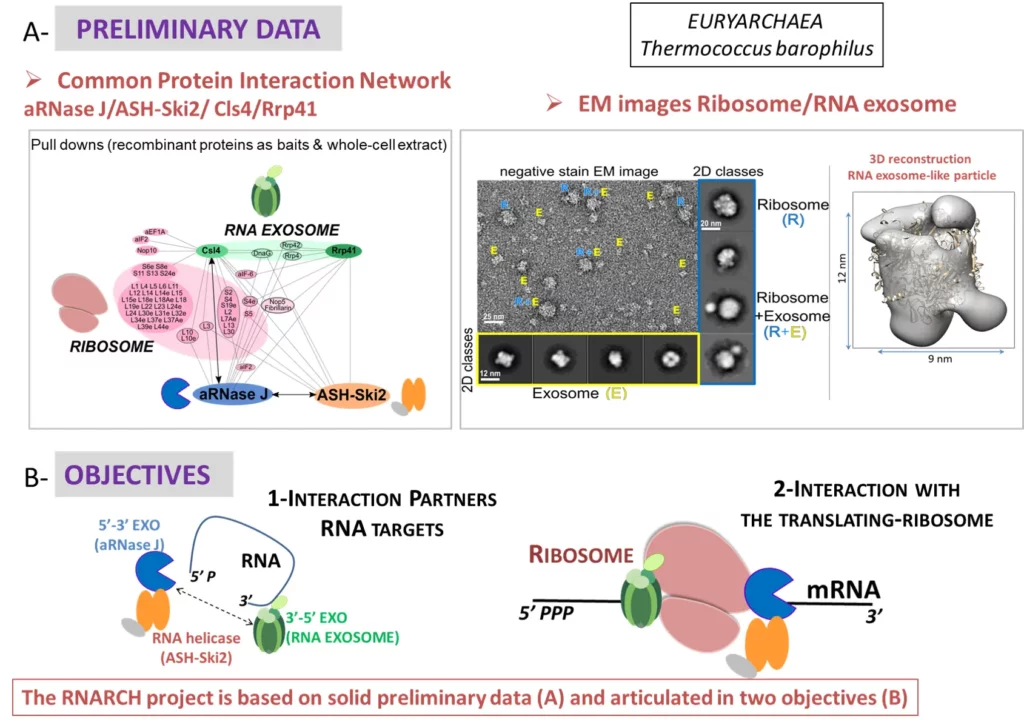 Schéma réseau d'interaction des protéines