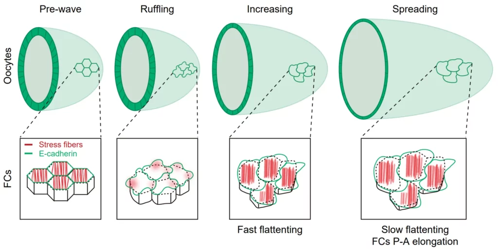 Schéma fibres de stress