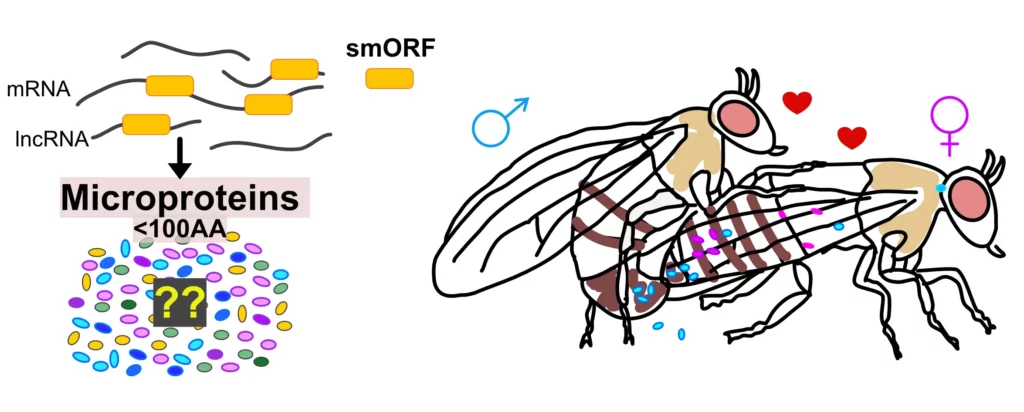 Schéma reproduction drosophile