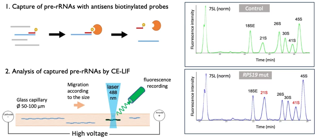 Nouvelle méthode d'analyse des pré-ARNr par électrophorèse capillaire