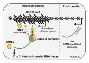 Schéma Hétérochromatin et Euchromatin