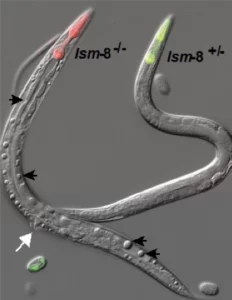 Imagerie Répression de l’hétérochromatine & Dégradation d’ARN