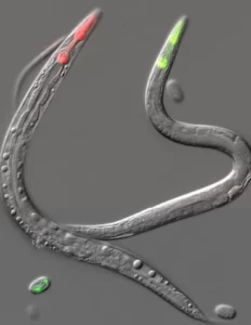 Imagerie Répression de l’hétérochromatine & Dégradation d’ARN