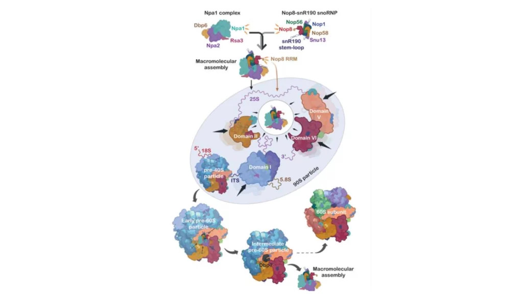 Schéma les fonctions moléculaires des FA