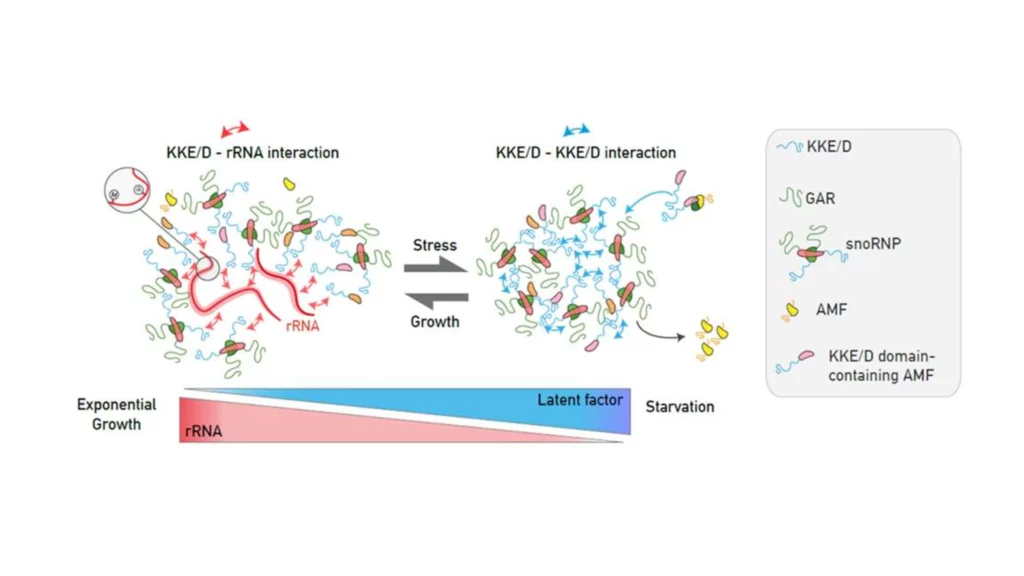 Comment certains FA participent à l'organisation du nucléole