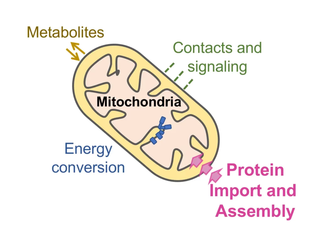 Schéma mitochondries