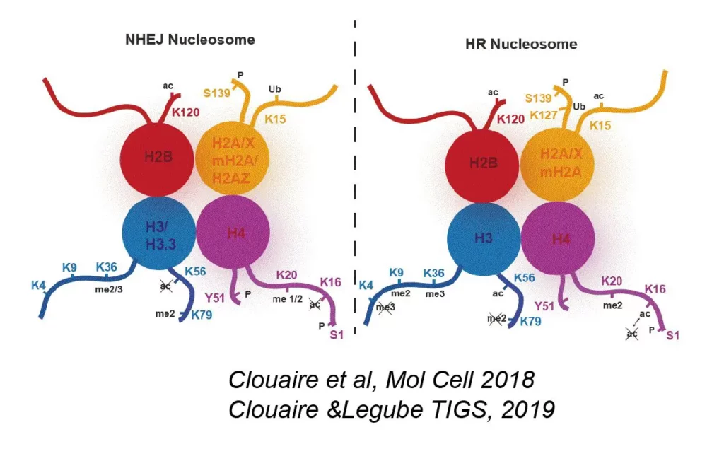 Schéma Nucleosome