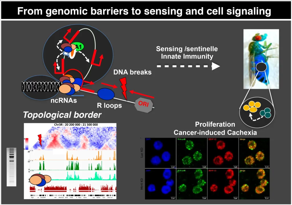 Schéma génome barrière