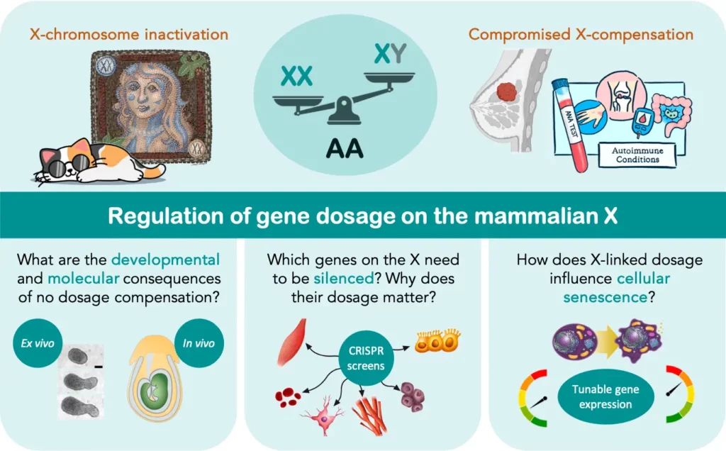Schéma illustrant les travaux de l'équipe Galupa