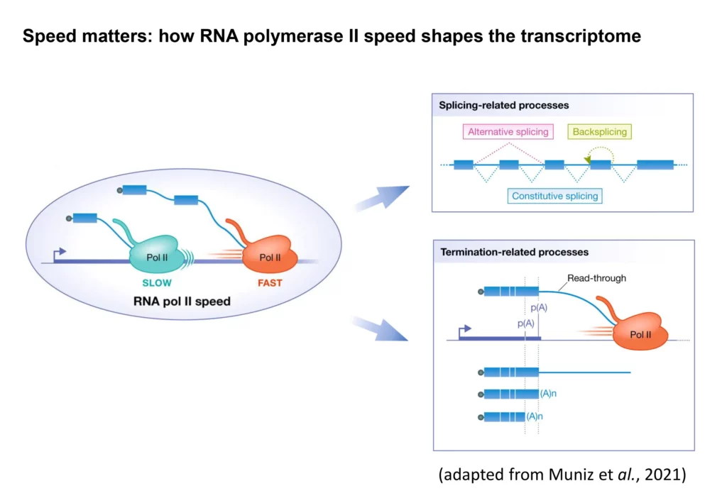 Schéma reprogrammation du transcriptome via la vitesse de l’ARN