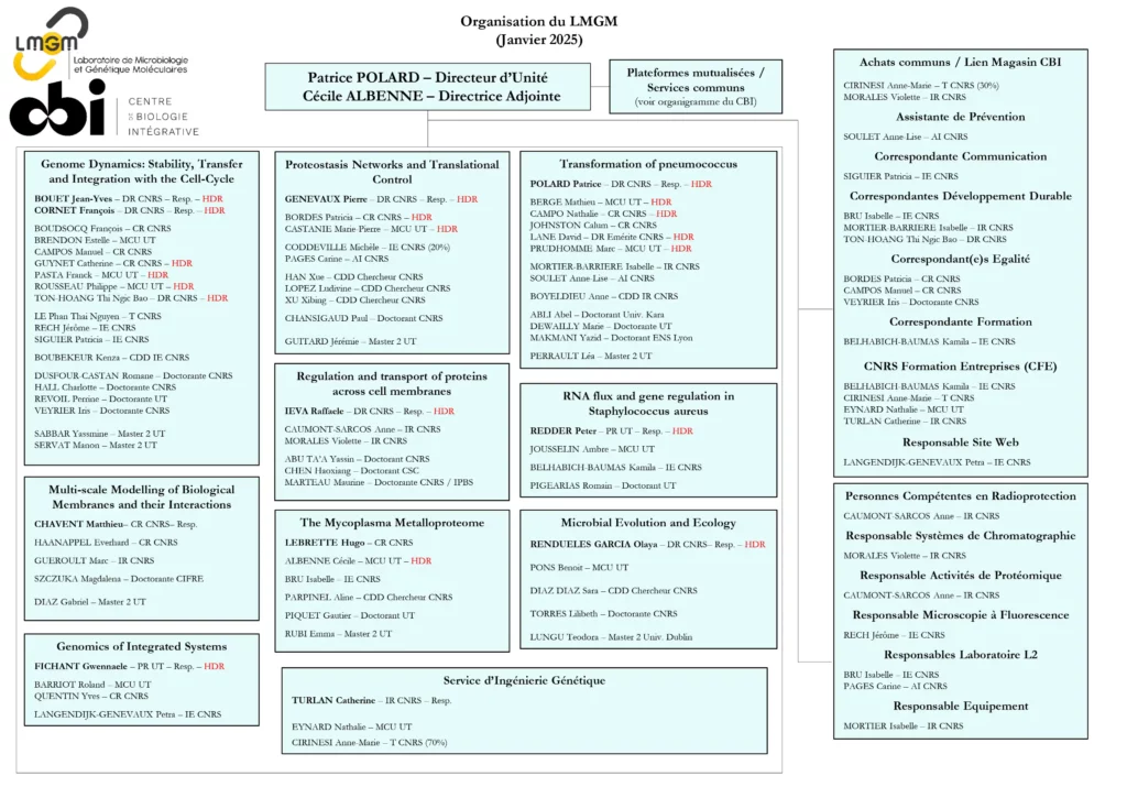 Organigramme LMGM