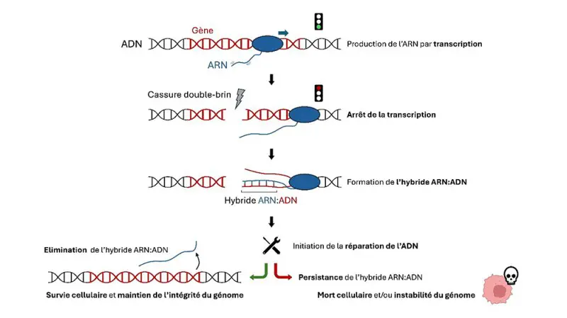 Schéma ARN ADN