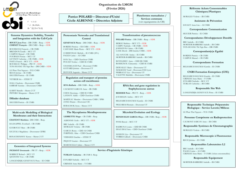 Organigramme du LMGM